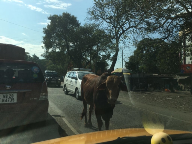 Cattle on road